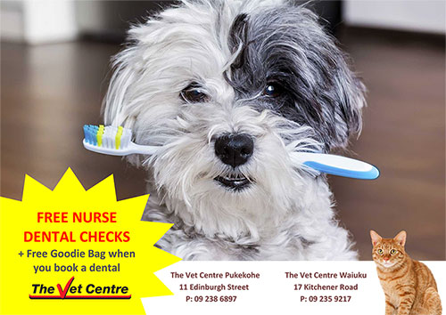 -August Promotion- Free Nurse Dental Checks